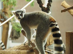 Lemur
